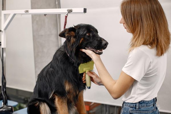 Mercado pet cresce 27% no primeiro trimestre